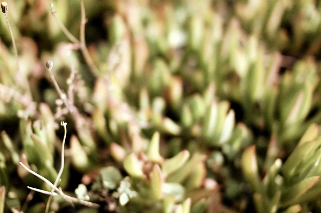 3 - blured, grain, grey, macro, monochrome, planta, sepia, 