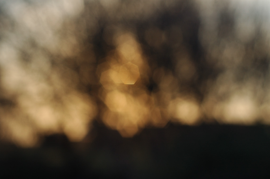 28 - atardecer, Ã¡rbol, darkgreen, decorative, shadow, sombras, sunset, tree, verdeoscuro, 